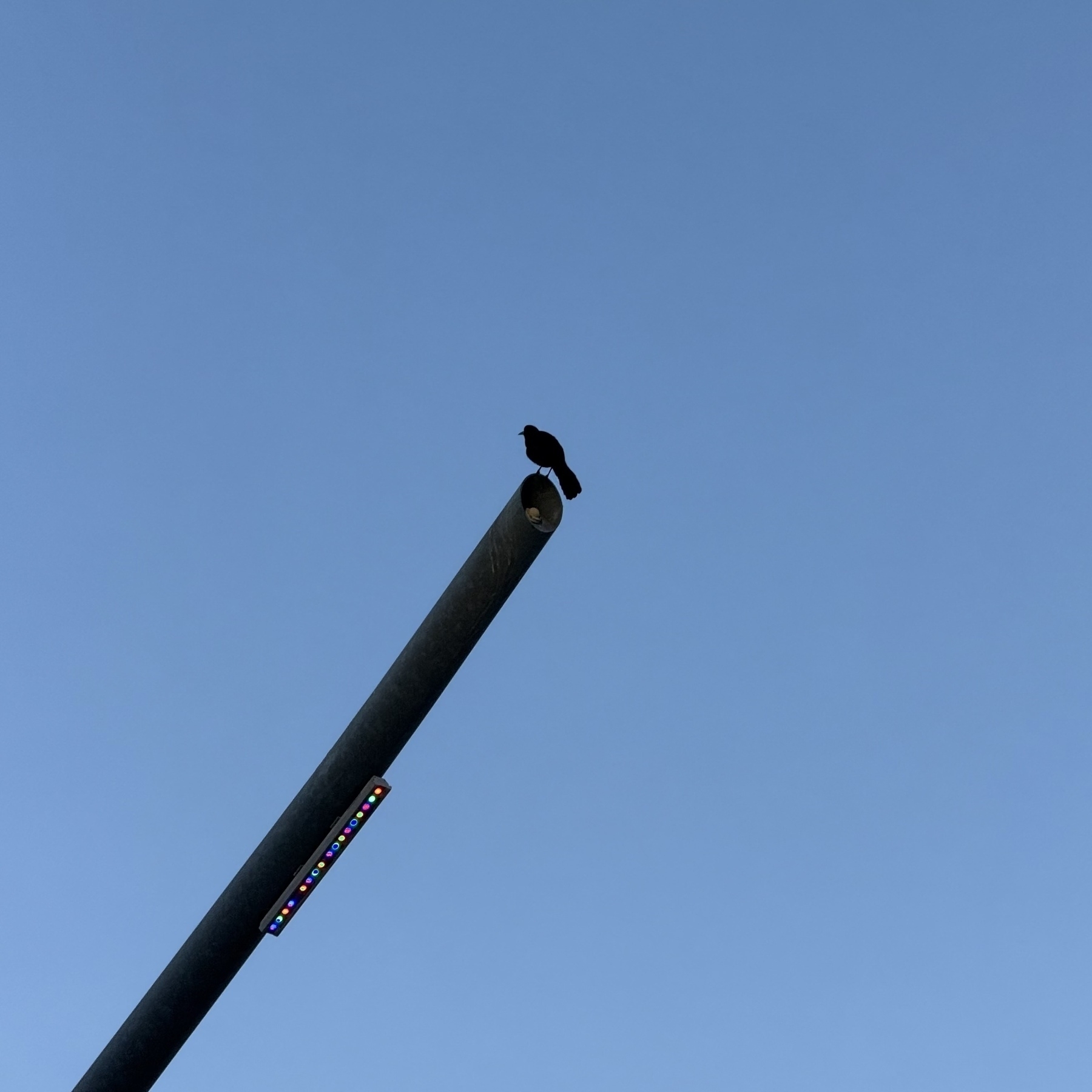 Bird on a pole with lights on it and blue sky.